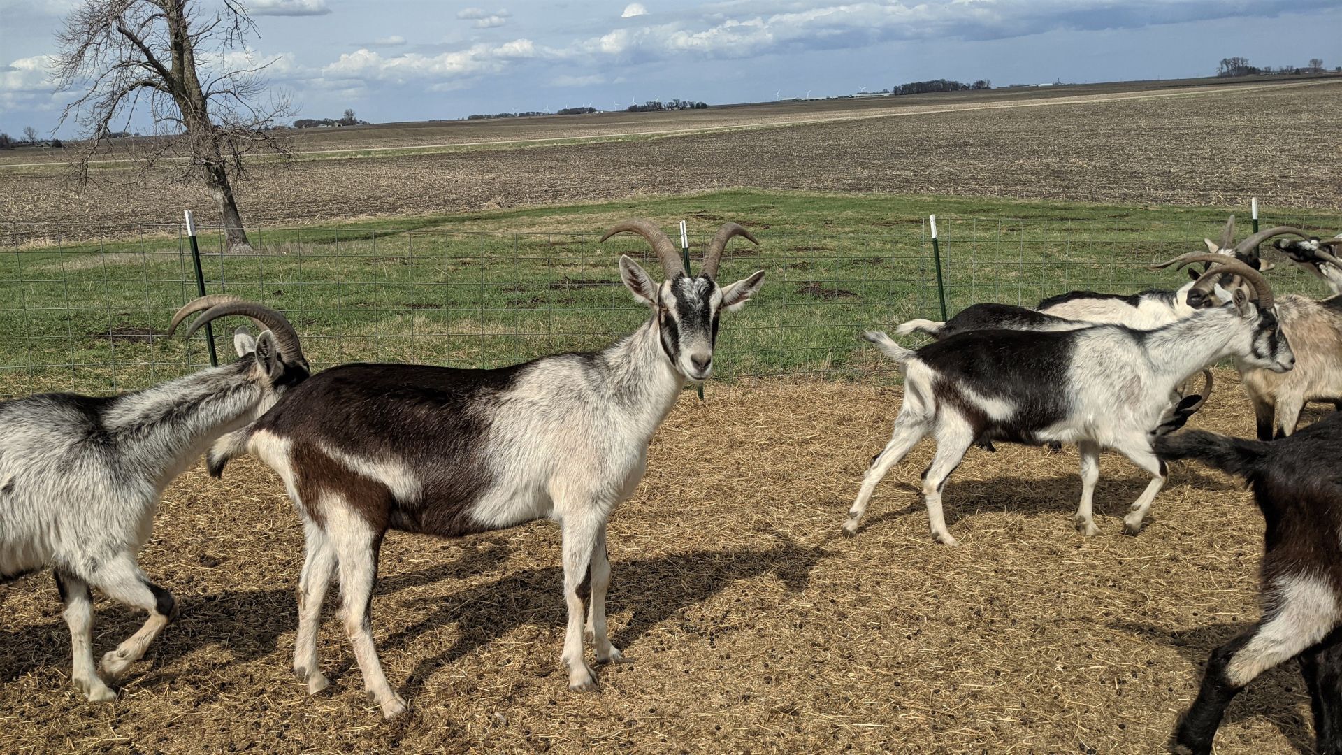 Goats on the Go 2.jpg